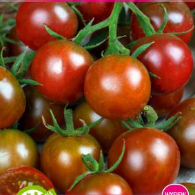 Pomidor Black Cherry nasiona warzyw werbena